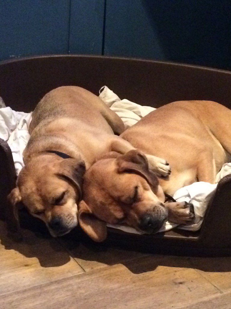 gokathrynthomas's tweet photo. I've tried telling them it feels like summer outside today....#aintmoving #bedbuddies https://t.co/w3fPqdewuj