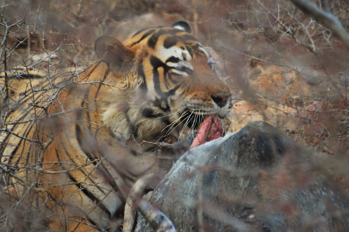 saikatmisra's tweet photo. T 42 with a kill - A rare sight during jungle drive at Ranthambhore. @OberoiGroup #OberoiDirect https://t.co/EwH72t75CM