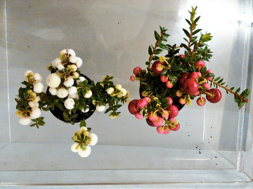 johanknaap's tweet photo. "Garden Pearls" in kant &amp; klare winkelverpakking : huzarenstuk van kw.Mathot om #Pernettya in klein potje te kweken https://t.co/nrijC92e73