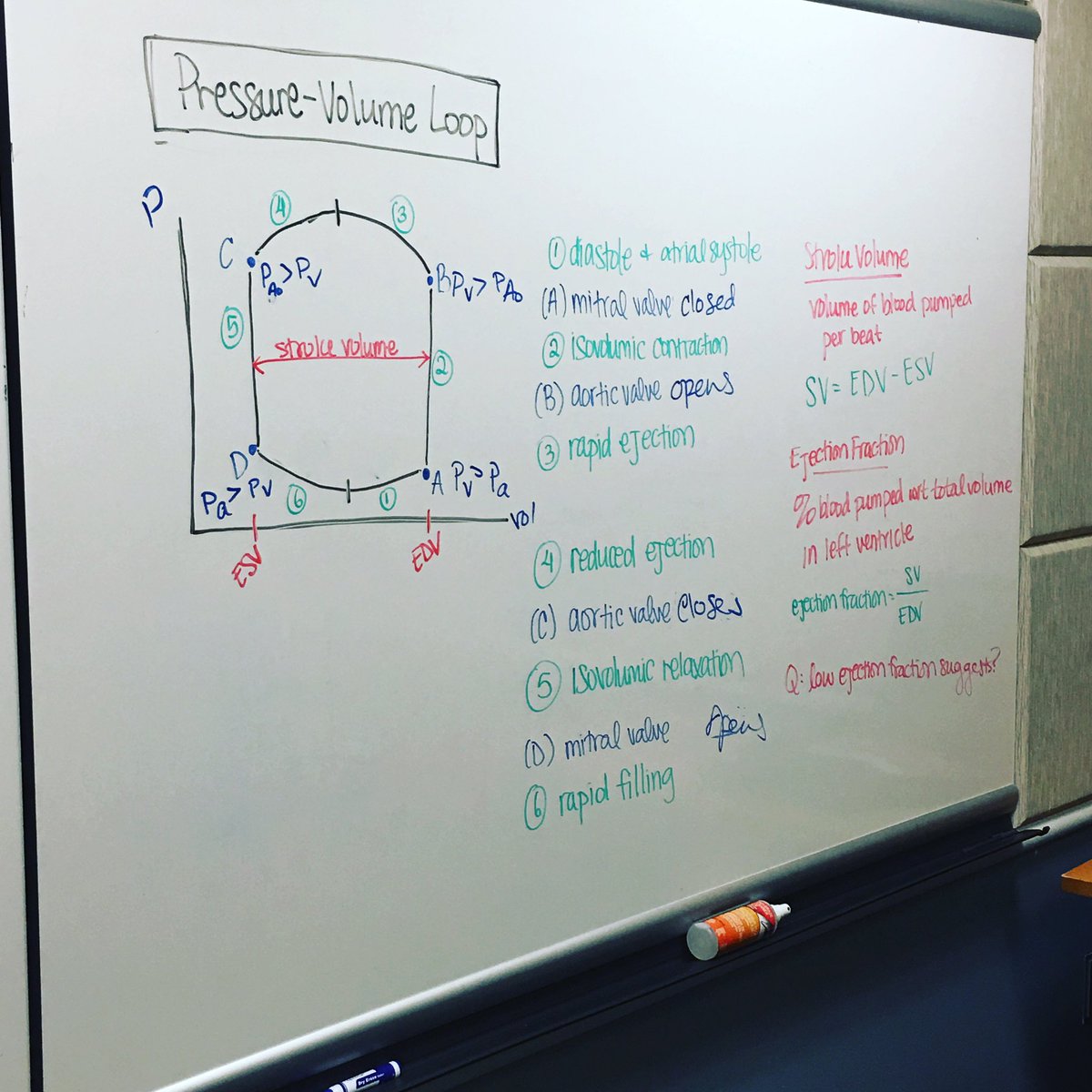 mb_Cardiology's tweet photo. Chih-Chiun (Jamie): A beautiful pressure-volume loop drawn by the second year… https://t.co/Ixuy4HgczT #MedicBoard https://t.co/ZKa6LS2m4L