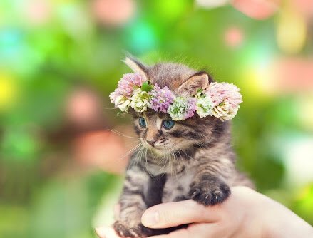 V20Furball's tweet photo. This is my fav 😻😻 https://t.co/0w2wwcsSAb