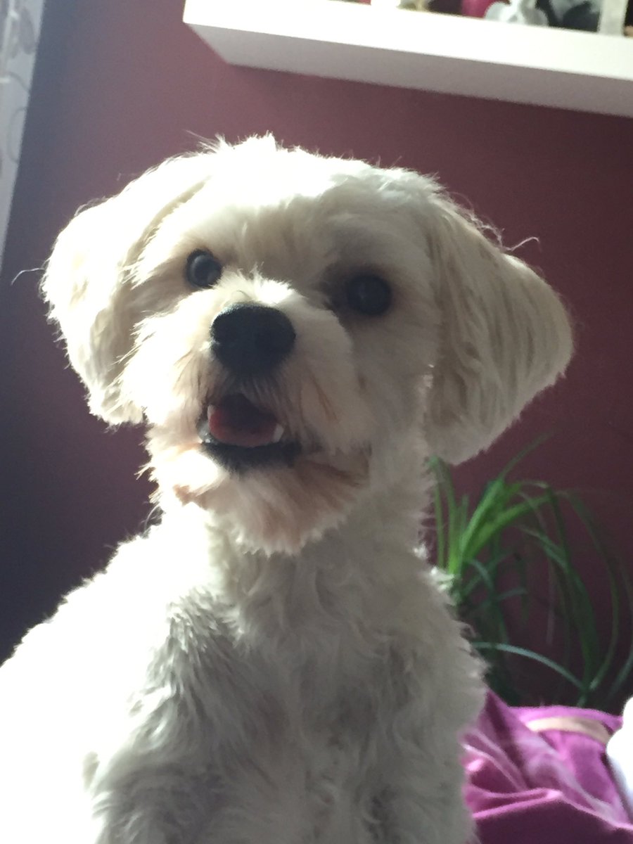 Under E-Book für Anfänger des Hundetrainings! Heute nur 3,97€🐶 hundetraining-fuer-beginner.weebly.com