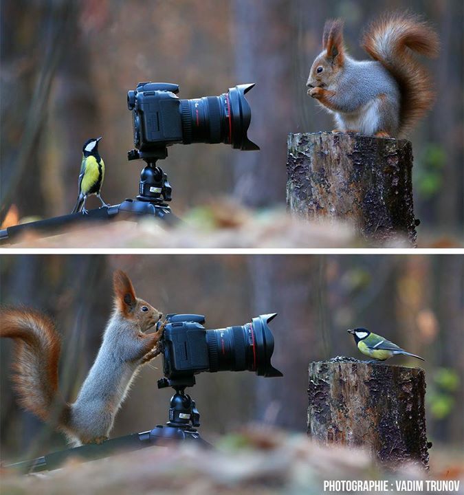 Double clichés d'une vie pour le photographe russe Vadim Trunov.

L'artiste, incroyablement patient, a pris l'habit…