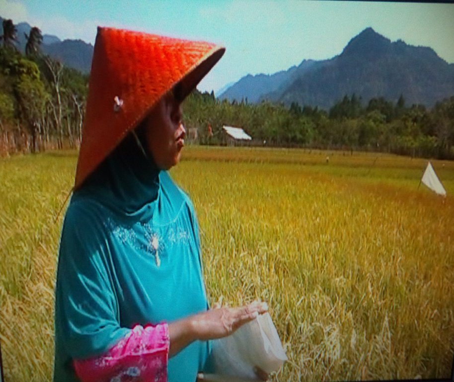 sp_aceh's tweet photo. Selamat Hari Tani Nasional. "Wujudkan kedaulatan pangan terhadap perempuan" @Soliper_SP #HTN2016 #AdilGender https://t.co/NMylMjqLRu
