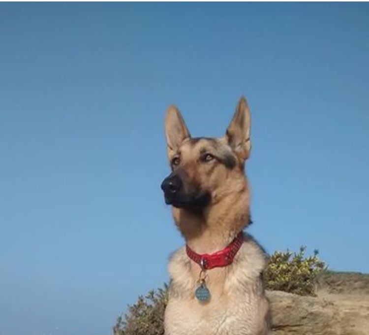 MoTownPoodle's tweet photo. #lostdog #wallasey #wirral #germanshepherd #stolen yesterday - any info please get in touch and we can contact her distraught owners. https://t.co/tWaYAXbGMA