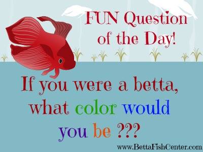 BettaFishCenter's tweet photo. Fun Betta Question... https://t.co/qFgOy41l5M