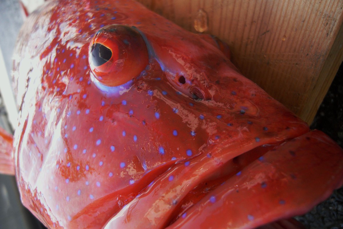 沖縄魚図鑑 Twitter પર アカジンミーバイ スジアラ 沖縄三大高級魚の１角 赤いお金という意味 刺身 煮つけ 魚汁どれにしても美味い