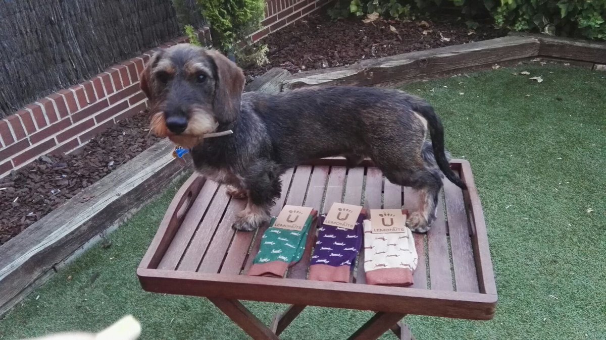 lemonuts's tweet photo. Nuestro perro salchicha. ¡Consigue ya los tuyos! #lemonuts #socks https://t.co/kM5J9n24uQ