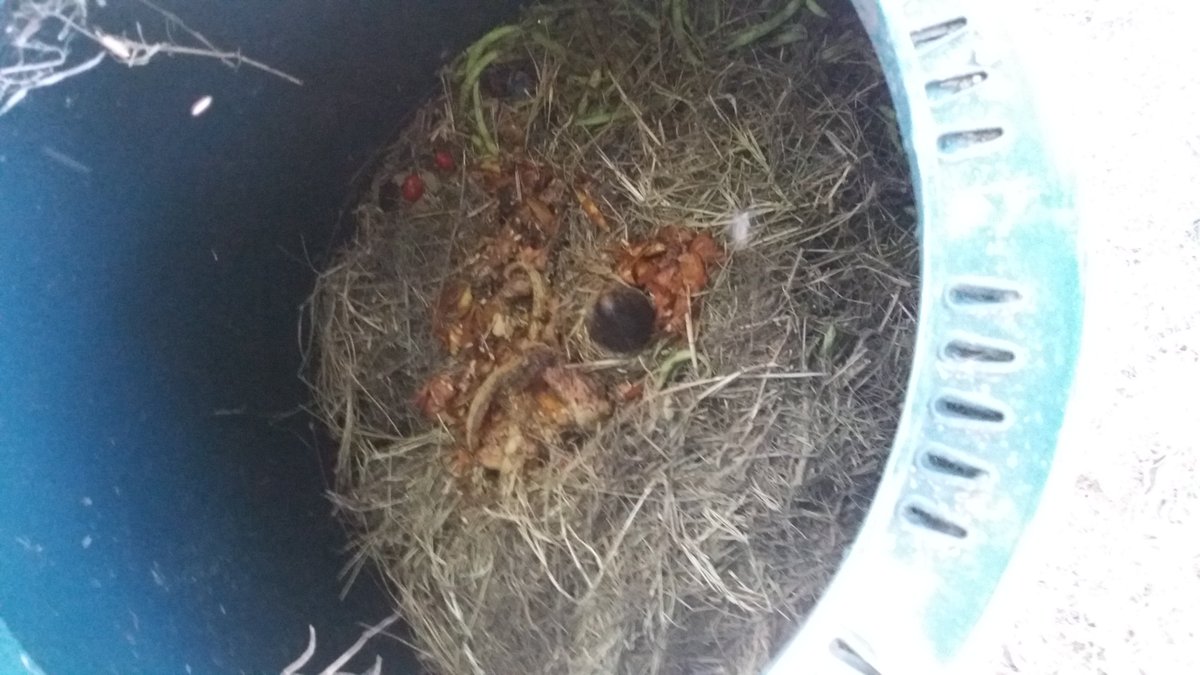 LaSiringa_'s tweet photo. Compostiamo! Parola d'onore: niente puzza! #GnELabjr #composter https://t.co/Bb8BvowsIi