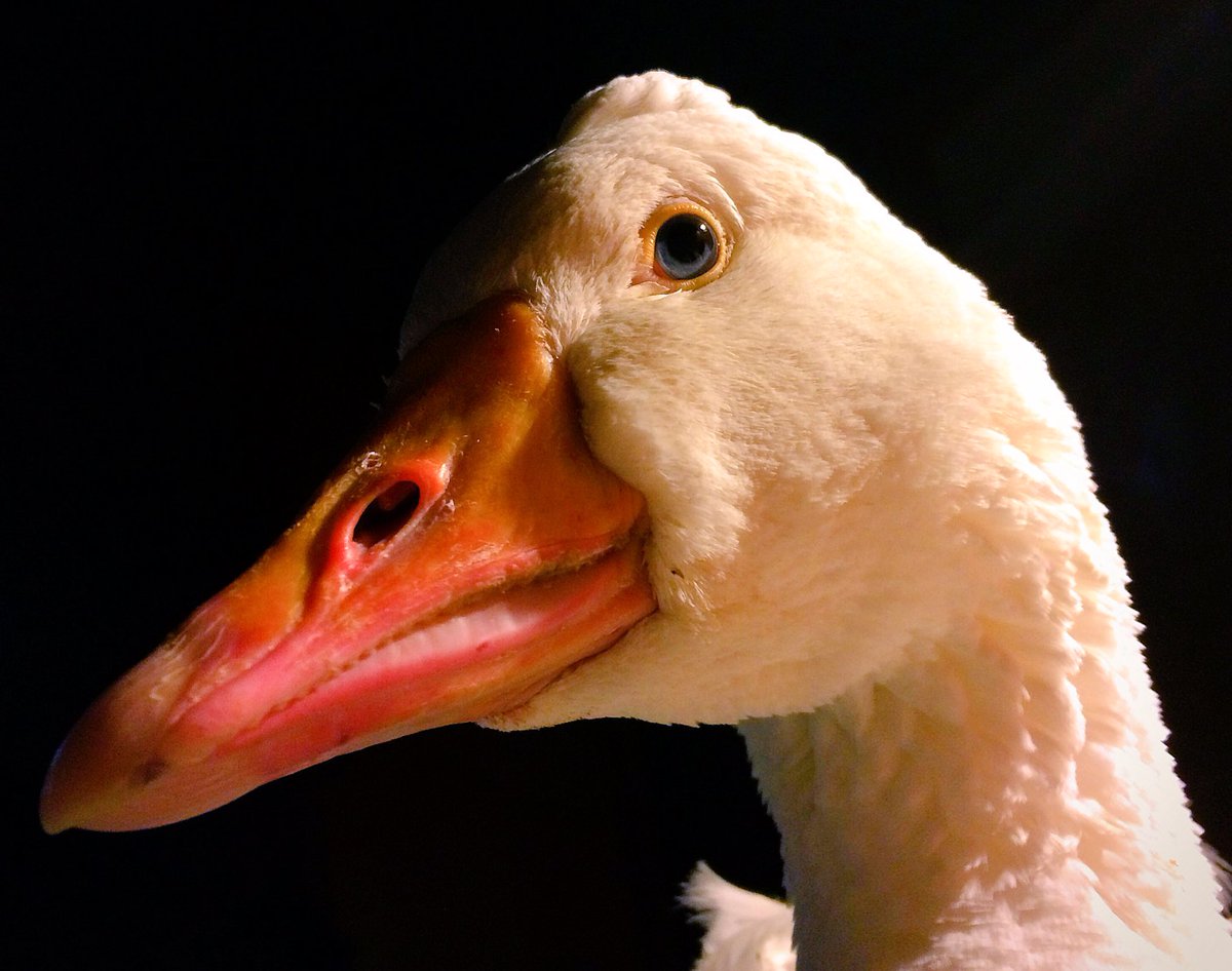 WaterfowlDoxies's tweet photo. "Not enough tweet pics of me lately. This is BOLL WEEVIL! Look at my face everybody. LOOK AT IT!" #Sebastian #SuchLanguage #GooseMomLife https://t.co/Tg3OH4qbLB