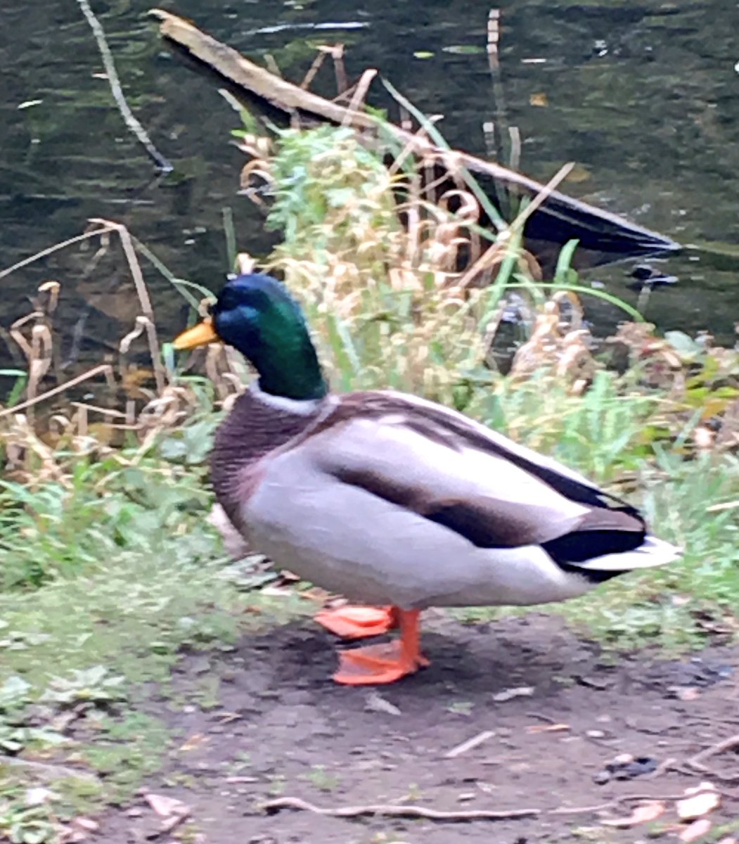 Celticpussycat's tweet photo. The deer might have been hiding but this poser wasn't camera shy in the Phoenix Park today 😂 #ducks #birds #posinglikeaboss https://t.co/1tVyZrKED5