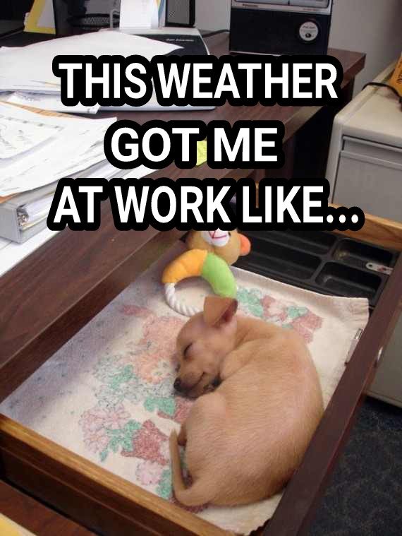 AshleyBrownWX's tweet image. It&apos;s Cloudy, it&apos;s cool and I&apos;m struggling to stay awake #FallProblems @rtv6