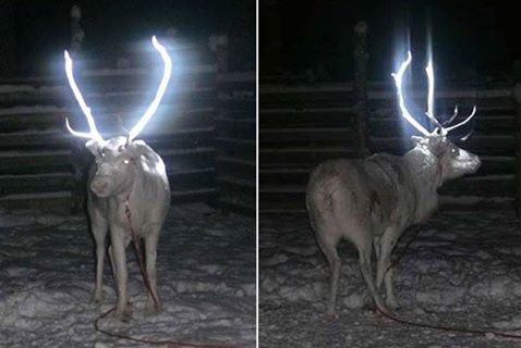 can deer see reflective tape