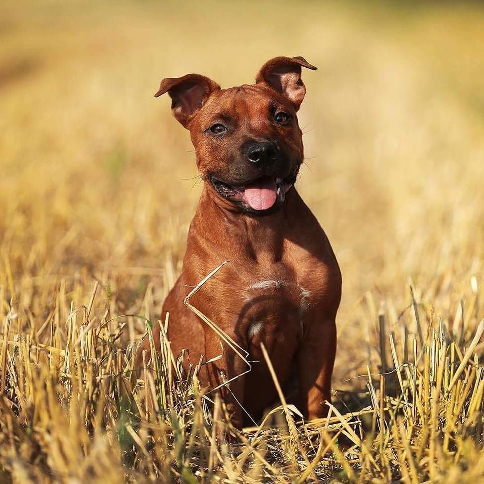 Awdogs's tweet photo. So Sweet πΆ@1nikuska1 πβοΈπ "Be happy happy!"
*
*
*
*
*
*
*
#Awdogs #Awdog #Dog #Dogs #Puppy⦠https://t.co/AGGxl42cWh https://t.co/M2T1oGlzh8