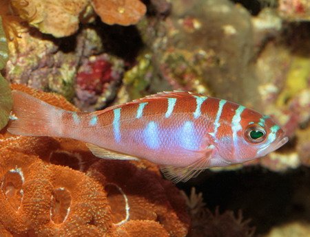 Kyk ini dong ---> <a href="/RendyRustam/">RENDY RUSTAM</a> RT"<a href="/GADISmagz/">Beam</a>: Wow! Ikan ini bisa berganti jenis kelamin! ow.ly/B53r304Dijg "