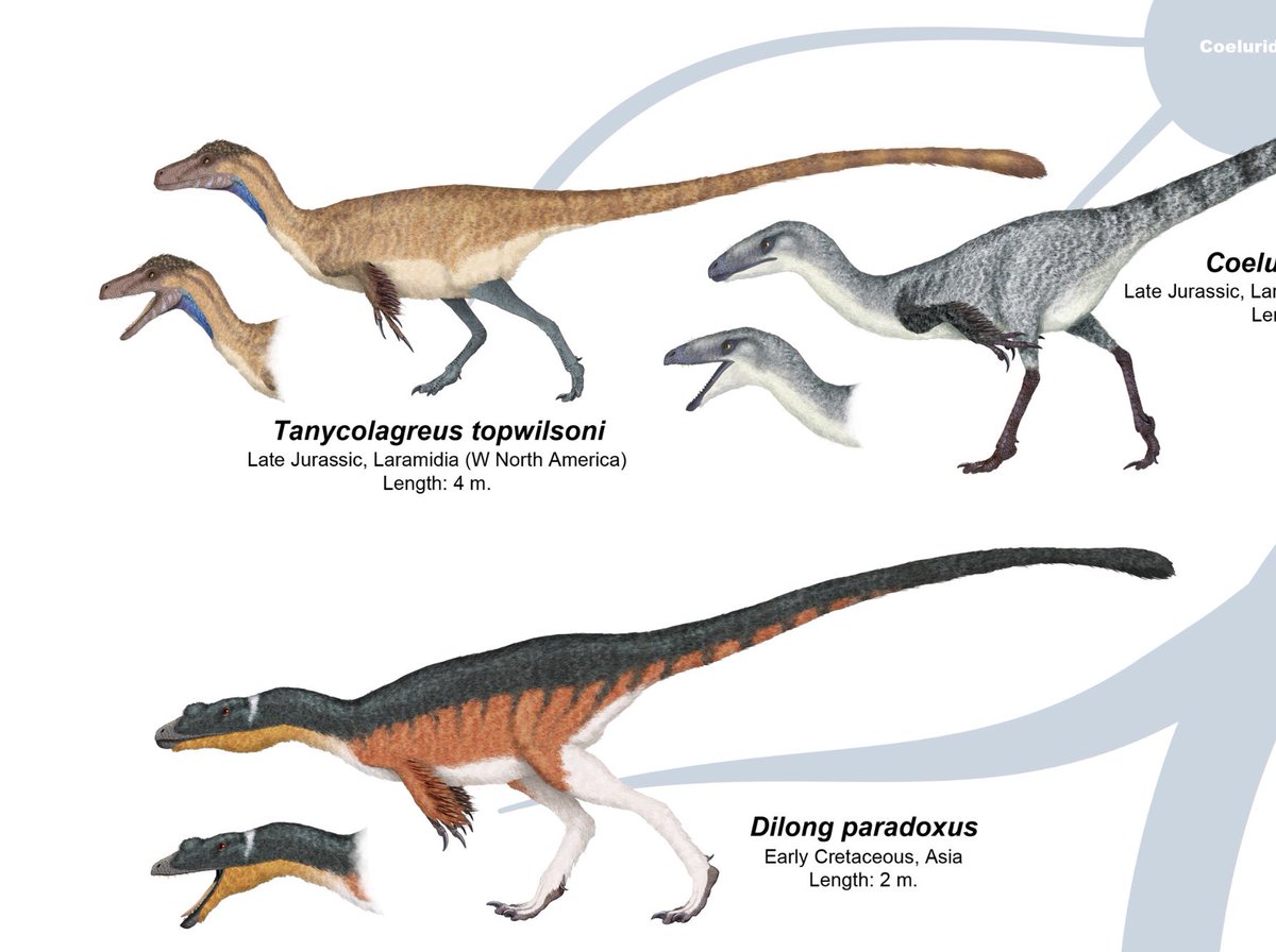 SerpenIllus's tweet image. I've decided to make the high-res download of my tyrannosauroid #dinosaurs plate on my DeviantArt page #paleoart kana-hebi.deviantart.com/art/Tyrannosau…