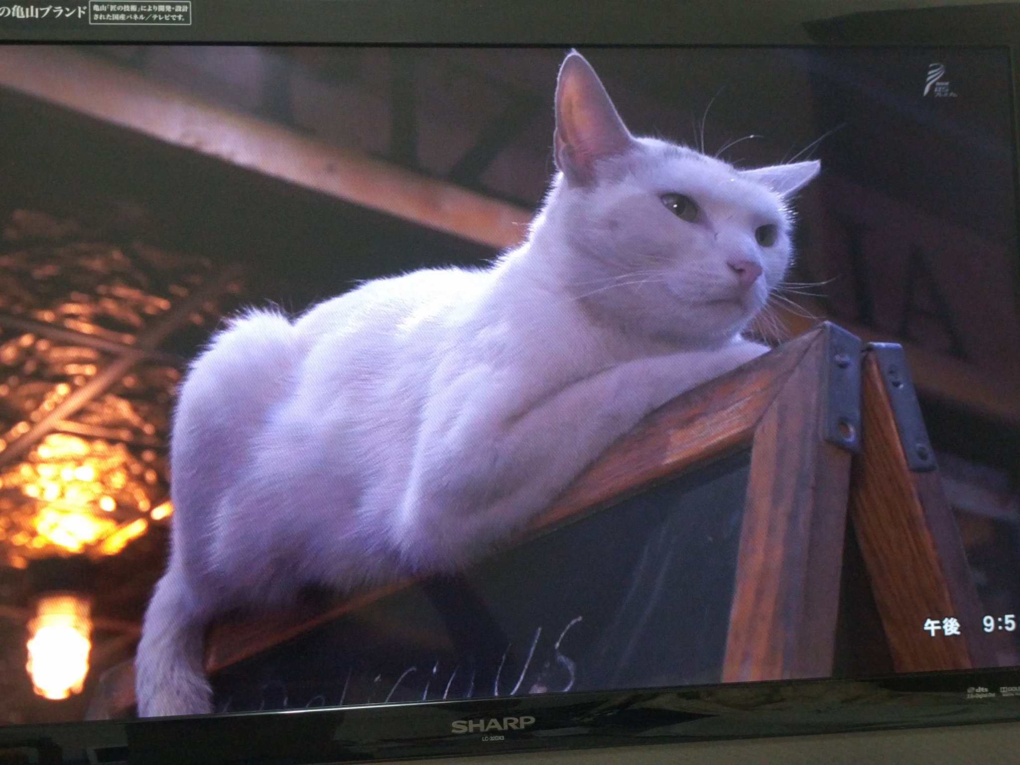 ぱおん 岩合光昭の世界ネコ歩き Inニューヨーク良かった 私もあのピザ屋へ行って 大きなピザを頬張りながら ホワイトスライスを眺めて その後ヘイゼルの花屋に寄って とニューヨーク猫巡りしてみたい