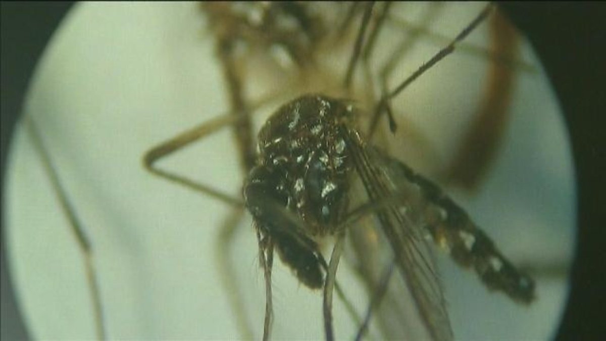 Dengue fever confirmed in Miami-Dade County bit.ly/2d430c2?utm_me… https://t.co/2y1sngjn71
