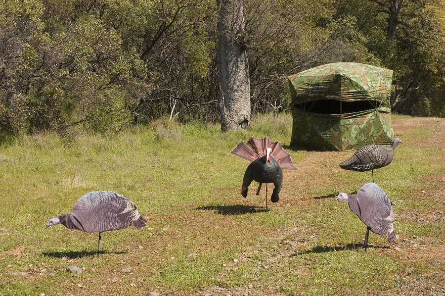 Tuesday Tip: To bag a turkey, set up several hen decoys in different positions to make the scene more realistic.