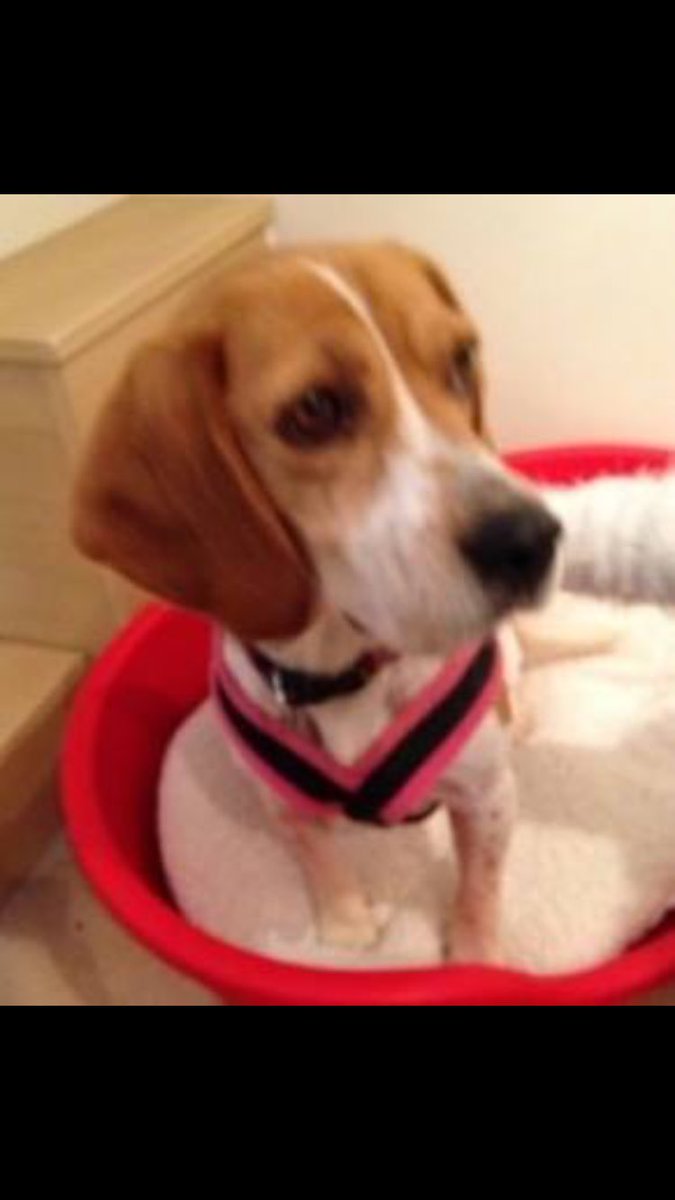 LOST #Lily #Somerset #Wellington Pls RT facebook.com/TeamBeagleLost…