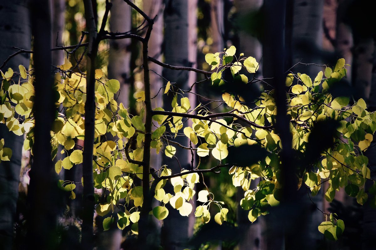 #QuakingAspens along #BerryPicker #Trail, #VailMountain, #Colorado, @ #Dusk, 10Sept16. #LateSummerLight #FallisComing