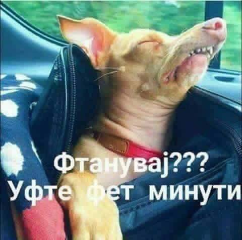 Крилја. 🦉 (@wutangwings) on Twitter photo 