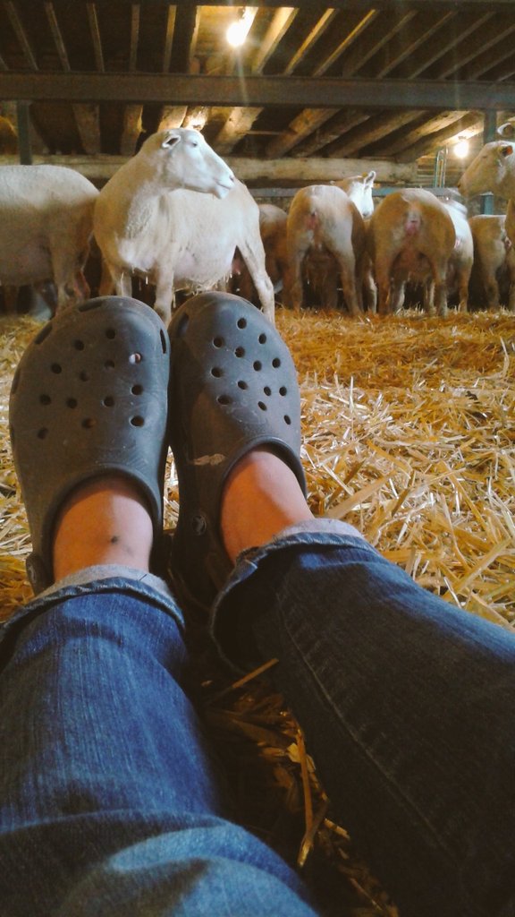 circlerlamb's tweet photo. Maternity pen is clean, dry and comfortable, babies due Friday! #bumtest in town clothes. #midwifeoncall #sheep365 #ontariosheep https://t.co/G2yDsyMdLJ