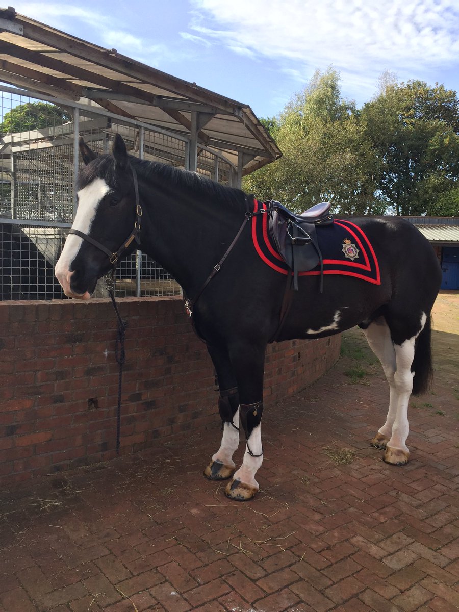 WYPHorses's tweet photo. Clifton Joseph Breeze and Marley about to box up and make their way to Leeds for the Olympic homecoming parade. Hope to see you all there! https://t.co/dIUlv4AXJA