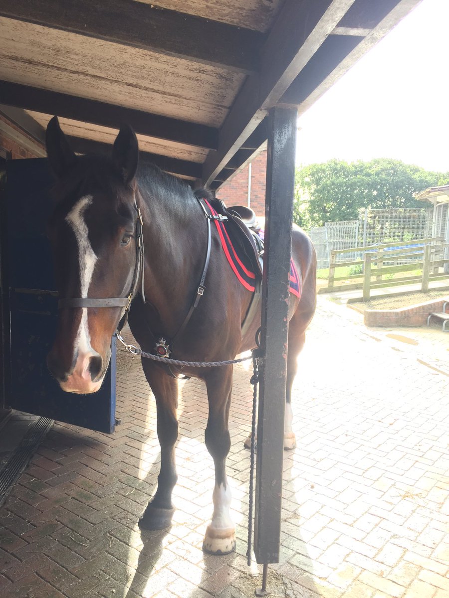 WYPHorses's tweet photo. Clifton Joseph Breeze and Marley about to box up and make their way to Leeds for the Olympic homecoming parade. Hope to see you all there! https://t.co/dIUlv4AXJA