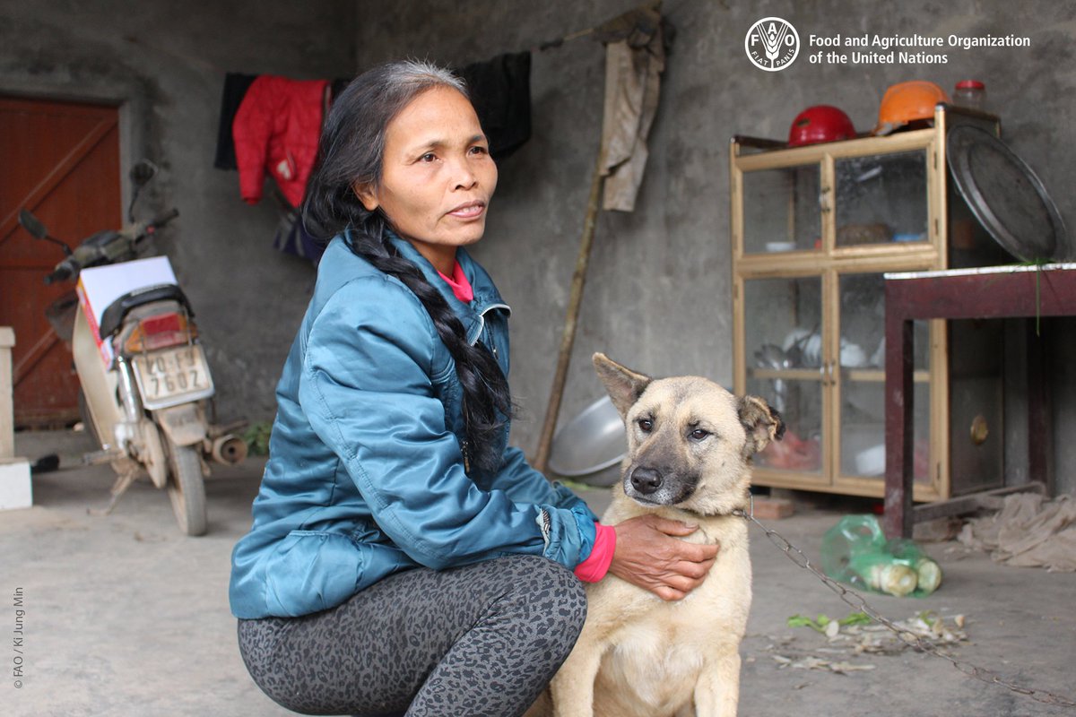 FAOKnowledge's tweet photo. #WorldRabiesDay | Educate, vaccinate, eliminate: achieving zero human deaths from dog- transmitted #rabies by 2030 https://t.co/eGGSpk2KeM https://t.co/yhOxzUAqWv