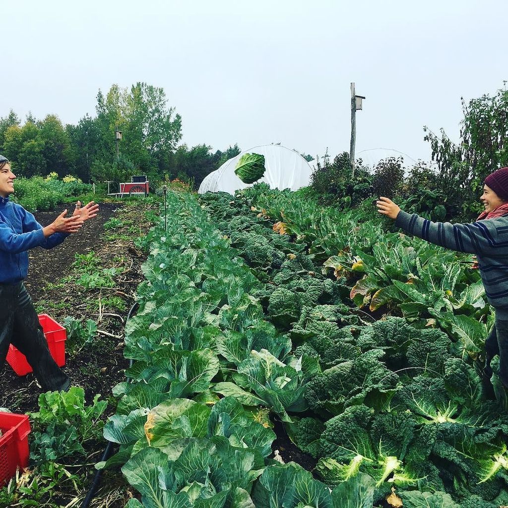 jm_fortier's tweet photo. Cabage harvest &amp; good Times #f%^*+ awesome job #makefarms https://t.co/5vD821M7J0 https://t.co/Q26oZxEsnE