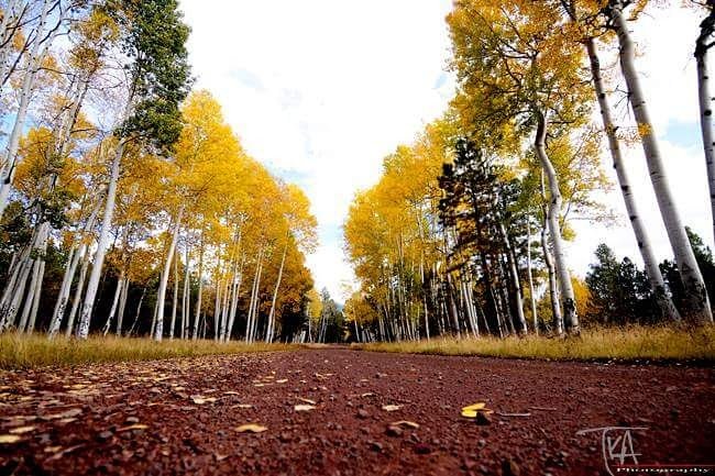 TKAPHOTO's tweet photo. Couple of weeks and we head up to #Flagstaff #Arizonafall #HartPrairie #NorthernArizona #TerryShawPhoto https://t.co/9aPjRYv4VN