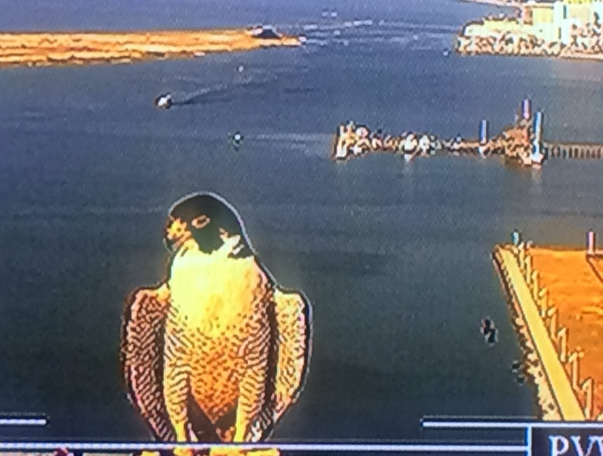 MegganGray's tweet image. He's still there... This guy has been hanging out at one of our Biloxi tower cams since about 6:45 am! @WLOX