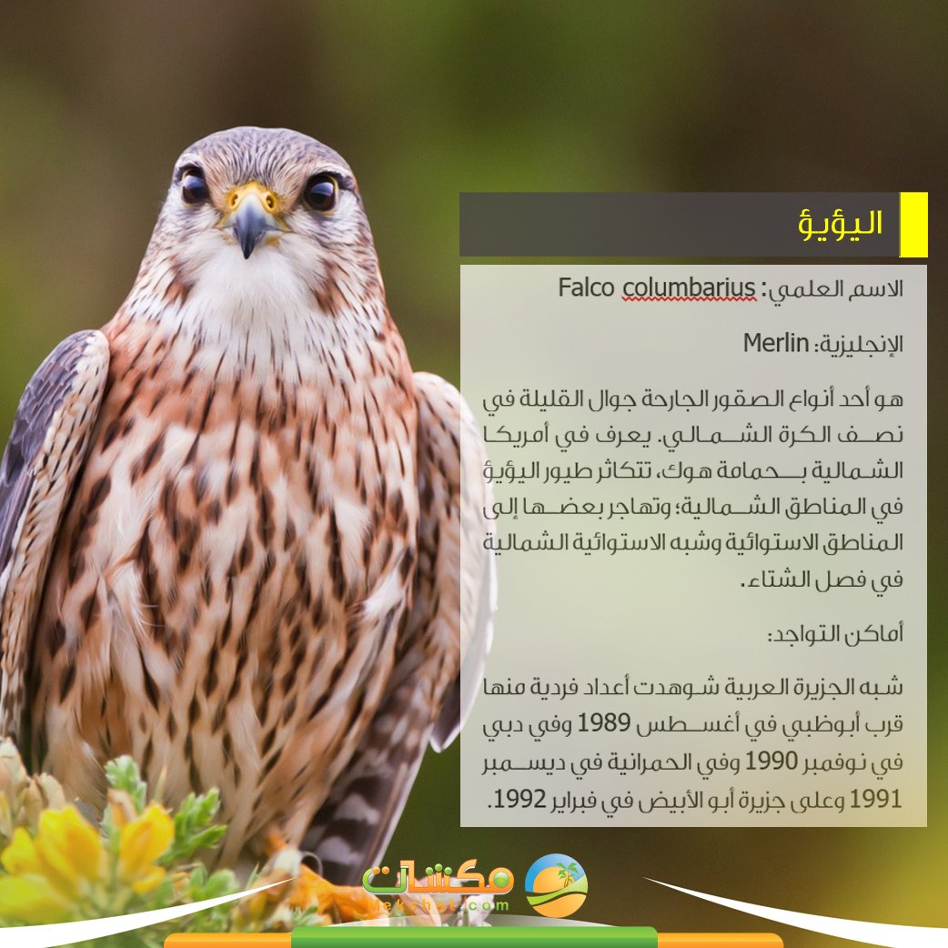 #اليؤيؤ أحد أنواع الصقور الجارحة...
#مكشات