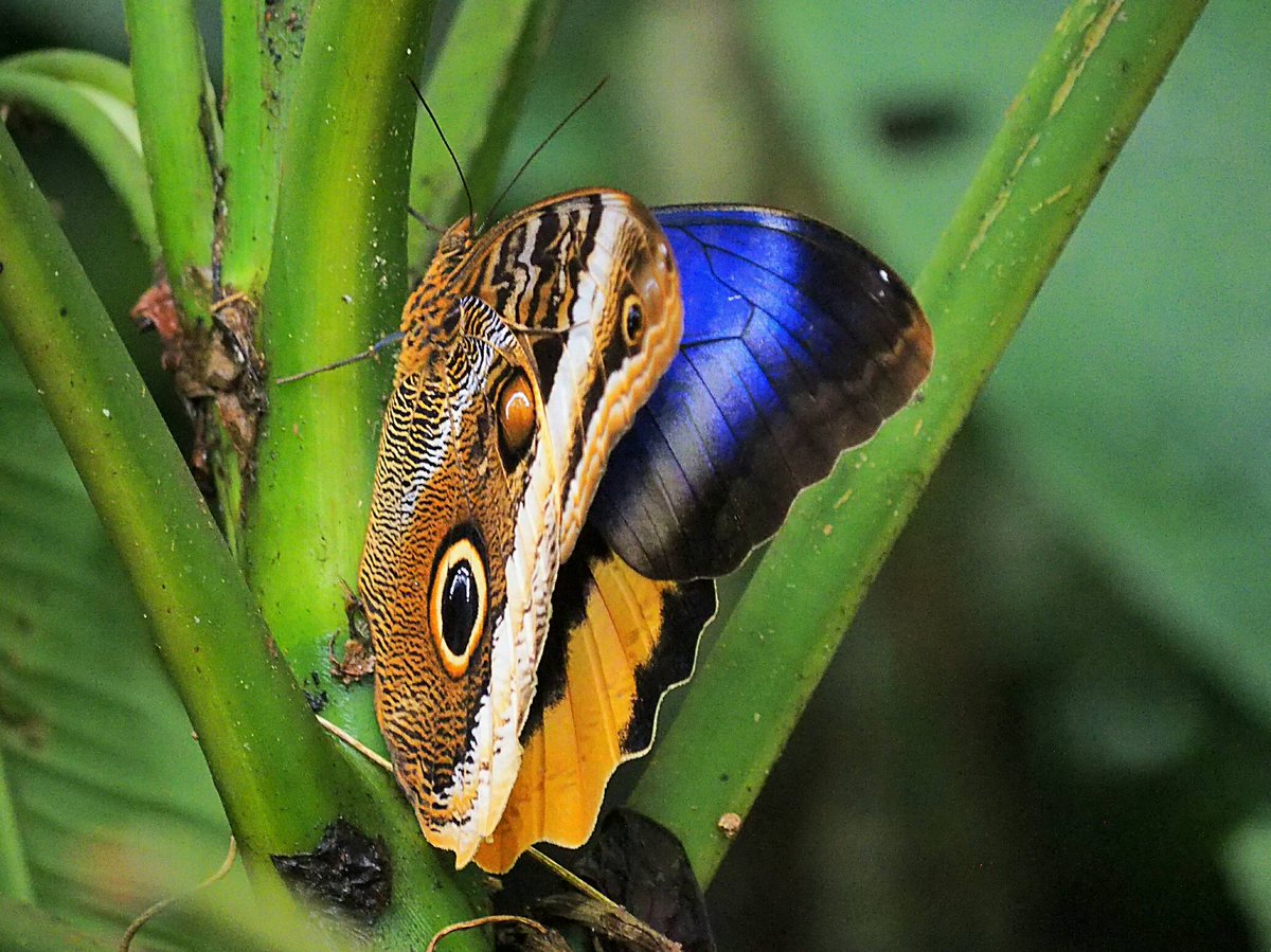 360Honeymoon's tweet image. I felt gifted to see the inside of this Giant owl butterflies wings 🙏 @MacroPhotoFun @Housesitting @VisitCahuita #Travel #ttot #costarica
