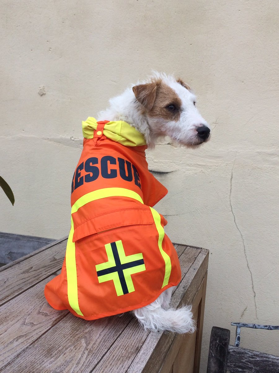 HowardsWayOut's tweet photo. The brand new @BeThatDog regular feature on rescues #ToTheRescue - visit https://t.co/XTkRhvbPUj if you'd like your rescue to feature! https://t.co/0IqVgQDgGq