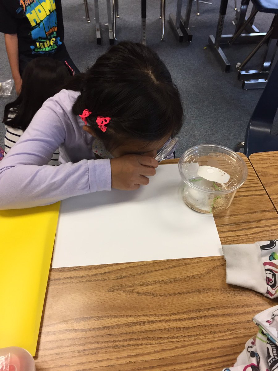 mrsadamsclass17's tweet photo. The ladybugs have arrived!! Our entomologists are observing their new friends. https://t.co/zkjHk0j3un