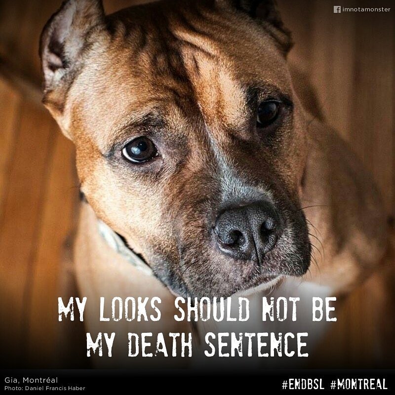 imnomonster's tweet image. Shame on you, #deniscoderre ! #EndBSL #Montreal #ImNotAmonster #MtlMoments