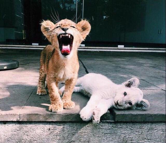 LifesFinerThing's tweet photo. Pet goals https://t.co/IRPRbNgr3F