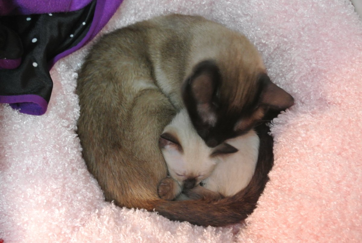 애하냥 tweet media