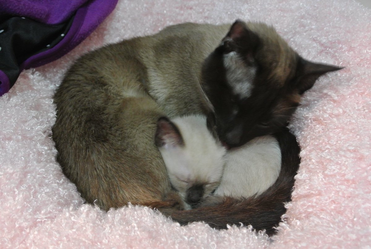 애하냥 tweet media