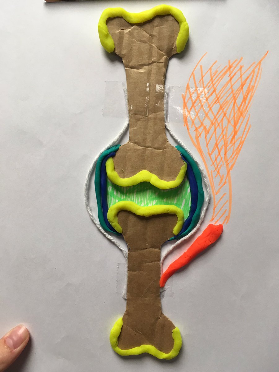 PlumePE's tweet image. GCSE PE students learning about synovial joints... #practicaltheory #buildajoint Who knows what all the different colours resemble?