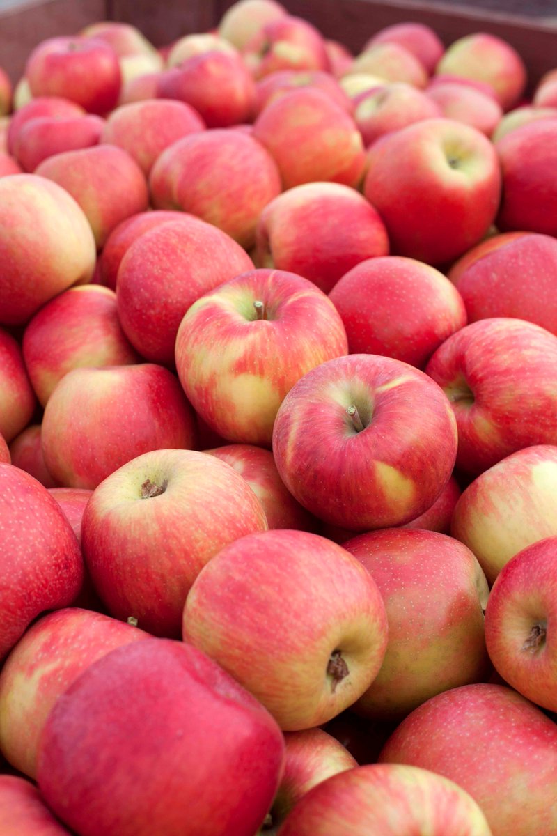 Honeycrisp are coming off the trees now and heading to the stores! They're 10 days behind normal but they taste amazing, so worth the wait!