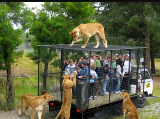iigobyv's tweet photo. Y'all ain't ever been to a zoo till you have been to Oklahoma City Zoo in Oklahoma City, Oklahoma 😍😍😩 https://t.co/wQaLlgwVp0