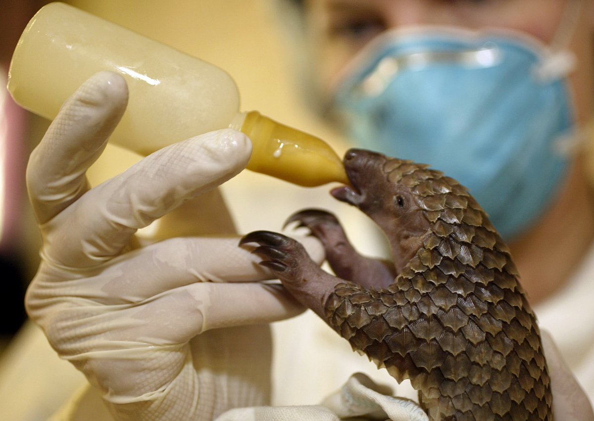 Trade ban approved for the pangolin — the world's most heavily trafficked mammal