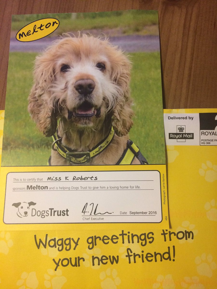 Katierobertoes's tweet photo. Love the "waggy greetings" from @DogsTrust #MeetMelton #cutecocker https://t.co/yDKLOIZI7A