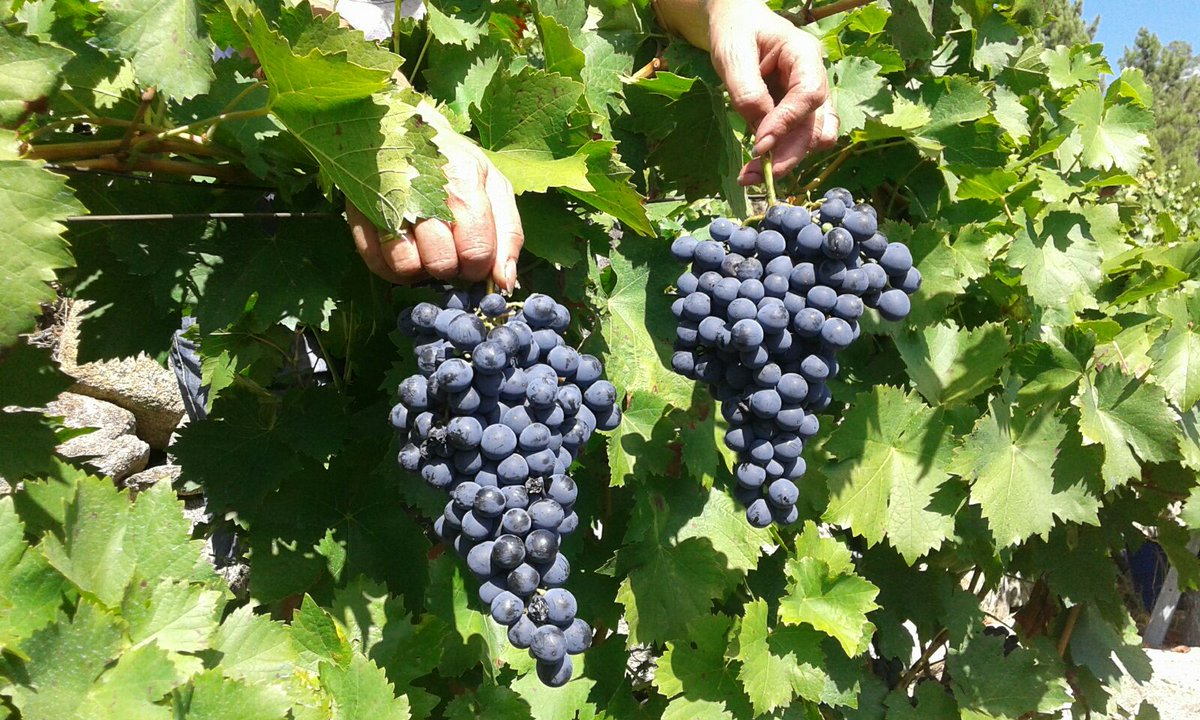 malcavada's tweet photo. #viticulturaextrema #ribeirasacra #malcavada https://t.co/0NuLpWN2j2