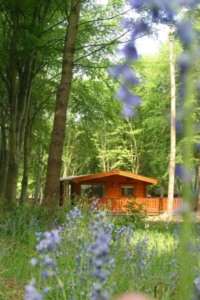Autumn at Kenwick Woods.... conta.cc/2dCSL0d