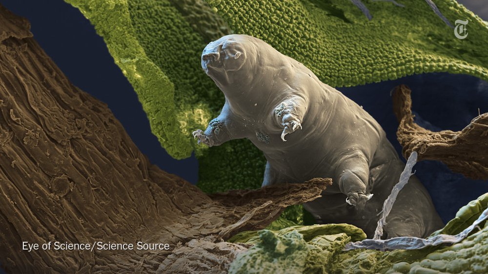 NYTScience's tweet photo. How tardigrades can resist radiation doses that kill other animals https://t.co/8YeoRHSt4d https://t.co/LlufjY4WG2