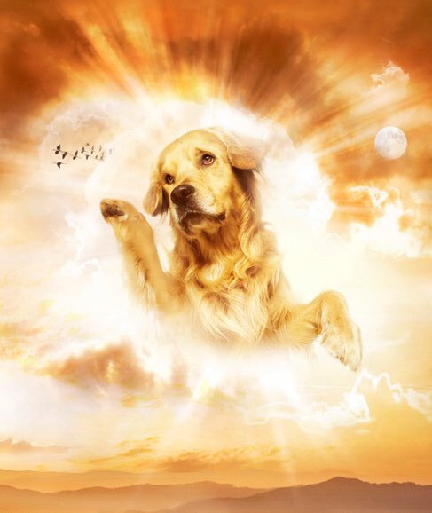 chadlbeam's tweet photo. God spelled backwards is Dog. Coincidence? I think not https://t.co/bJNLYZ8uMa